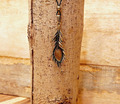 Halskette Kette mit Anhänger Feder Pfauenfeder antik Bronze Farbe (45)