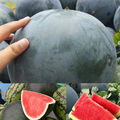 50 PCs seltene kernlose Wassermelonensamen Garten köstliche Bio -Obstsamen 