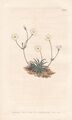 milkwhite rock jasmine flower Botanik botanical engraving Kupferstich Curtis 868