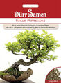 Dürr Bonsai Flatterulme Samenrobust ,ideal für Bonsai-Neueinsteiger  1898