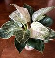 Philodendron White  wave Schattenpflanze Luftreiniger Bewurzelter Ableger