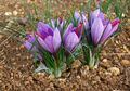 Herbstblühende winterfeste Safrankrokusse Crocus Sativus "Echter Safran"