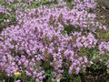 10.000+ Samen Thymus serpyllum - Sandthymian Teppichthymian - Großpackung