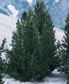 Bergkiefer Green Column 40-50cm - Pinus mugo