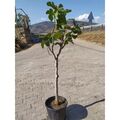 Feige Ficus carica Brown Turkey Stämmchen 100-120 cm  - mittelfrühe Sorte