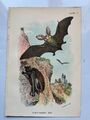 Langohrfledermaus antike viktorianische Chromolithographie 1896