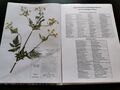 Herbarium mit 25 typischen gepressten Pflanzen aus 25 Familien inkl. Bestimmung