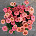 Zinnie 'OKLAHOMA SALMON' 30 Samen ZINNIA ELEGANS seeds SCHNITTBLUME