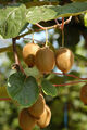 SAMEN Die große Kiwi ist ein Kletterkünstler und liefert wertvolle Vitamine.