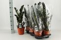 Zamioculcas Raven ca. 60 cm - Schwarze Zamioculcas - Zimmerpflanze Grünpflanze