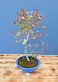 Bonsai Acer Palmatum Deshojo Ahorn Fächerahorn Nr. 4903 Laub abwerfend beliebt