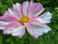 Cosmea Schmuckkörbchen Sorte: Cupcakes Blush Blumensamen