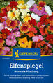 Elfenspiegel * Märchenzauber * MHD 01/29 Nemesia Kiepenkerl Samen 1014600