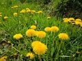 4000 Samen Löwenzahn Taraxacum officinale essbar Bienenweide Nektar Blumen Biene