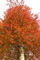 30 Samen Rotbuche Fagus sylvatica Wald Baum Samen