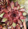 Sempervivum "Firgrove Early Riser" - 2 Ableger oder 1 Rosette