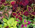 BUNTNESSEL 'MIX' 150+ Samen SOLENOSTEMON SCUTELARIODES Coleus blumei 