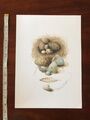 Marjolein Bastin; "Vogelnest" Bezaubernd! Signierte Limited Edition Lithographie NEU