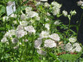 weiße Sterndolde Astrantie Shaggy zauberhafte Blüten starke Pflanze im 11cm Topf