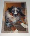 Australian Shepherd Welpe Hunde Dog Postkarte Postcard Ak Hundepostkarte 