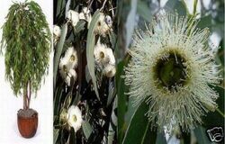 SAMEN der Garten duftet nach Pfefferminz Schädlinge ade Pfefferminz Eukalyptus