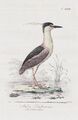 Nycticorax Nachtreiher night heron Vögel birds bird Kupferstich engraving 1800