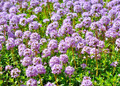 10000 Samen Echter Thymian Thymus Vulgaris Bienenweide Bodendecker Heilpflanze