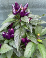 Purple Pepper Chili Samen sehr dekorative Pflanze schön Farbspiel Purple Cluster