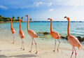 Wandbild: Erstaunlicher Flamingo am Strand, Aruba Island (94189535)