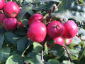 Kinderapfel, Mini Apfel Detskoe, Zwergapfelbaum, Kitaika, Sibirische Renette