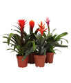 Bromelien Pflanzenset 3 x Guzmanien 1 x Lanzenrosette je ca. 35 cm, Dehner