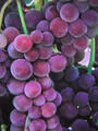 3er - Paket  Weinreben - 3 verschieden Trauben - Pflanzen 30-50cm Weinstock