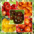 7 SORTEN RUSSISCHE TOMATEN MIX KÄLTETOLERANTE SIBERIA MOSKVICH AZOYCHKA 30 SAMEN