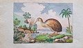 Kiwi Vogel handkolorierter Stahlstich 1835 A. Dumeril