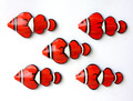 5 Magnete Clownfische Pins Pinnwand Magnet Fische Pin Fischmagnete Anemonenfisch