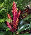 SAMEN Schönheit ROTE BROMELIE Büro Winter-Garten Sämereien Terrasse Klassiker