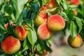  Obstbäume in Sorten: Birnenbaum, Pfirsich, Apfel, Kirsche, Pflaume , Aprikose %