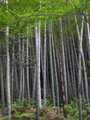 TOP * Riesenbambus * MOSO Bambus * Phyllostachys edulis * 50 frische Samen/Seeds