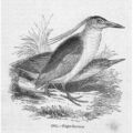 Birds Night Reiher #1 - Antiker Druck 1856