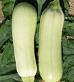 weiße Zucchini Samen Gemüsesamen Bianca di Trieste