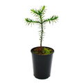 Chilenische Schmucktanne Andentanne Araucaria araucana - Setzling im 15cm Topf