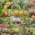 Stachelbeeren aus der Stachelbeerbaumschule Sorte zufällig rot gelb grün SALE