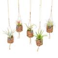 8x Hängepflanzen Tillandsia Kokodama Handmade Birdnest Kokosfasern Pflanzenset