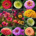 100 Samen Riesen Zinnien Prachtmischung - Zinnia elegans Zinnie Bauerngarten