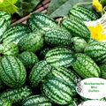 Mexikanische Mini Gurken Wassermelonen Gurke Zitrone Cucamelon 15 Samen Nr.72