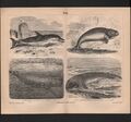 Lithografien 1890: Wale. Delphin Dudong Pottwal Nordischer Schnabelwal