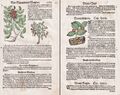 Rhus Sumach Feige Kräuterbuch herbs herbal Botanik botany Lonitzer 1564