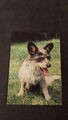 Für Liebhaber und Sammler:  Alte  Postkarte: Hund 