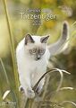 Tatzentiger 2021 - Wand-Kalender - Katzen-Kalender ... | Buch | Zustand sehr gut