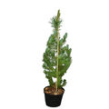 Mittelmeerkiefer, Pinie, Pinus pinea , 60-70cm und 90-120cm, winterhart